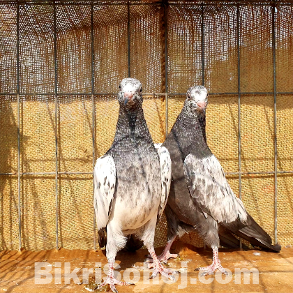 সাকি টেডি কবুতর